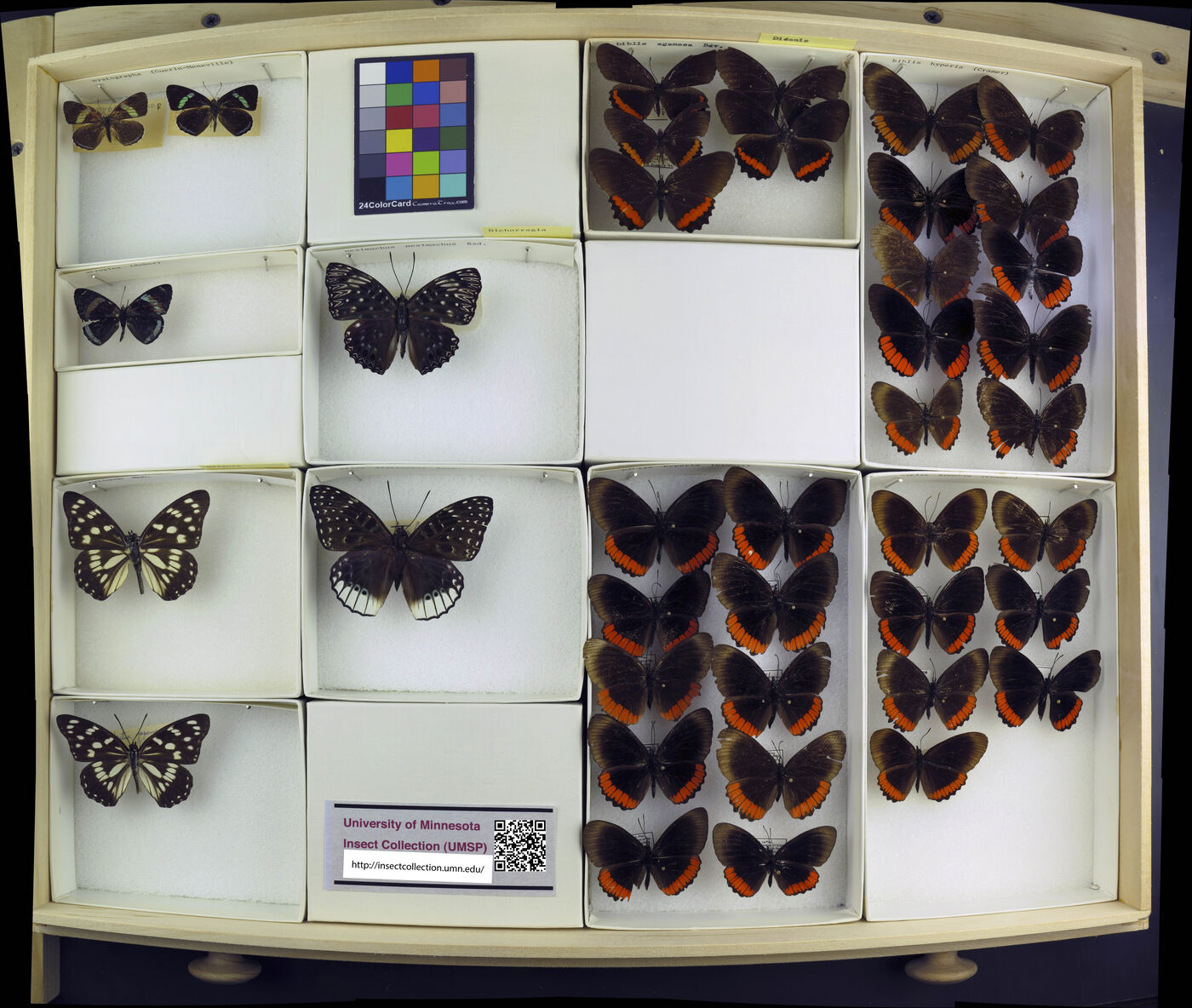 Diaethria nystographa image