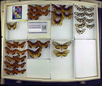 Media resource of Dircenna chiriquensis