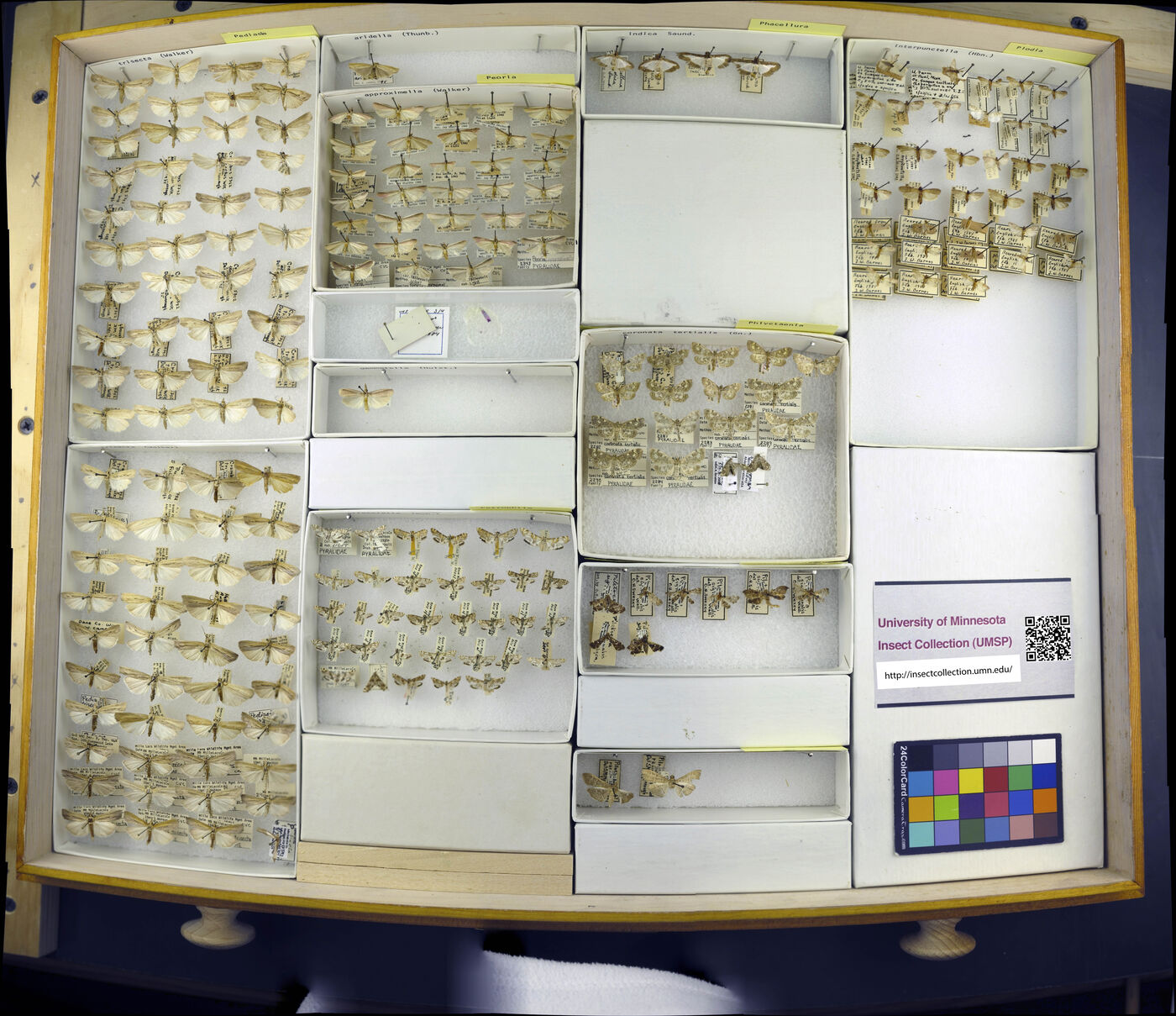 Pediasia trisecta image