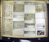 Media resource of Pediasia trisecta