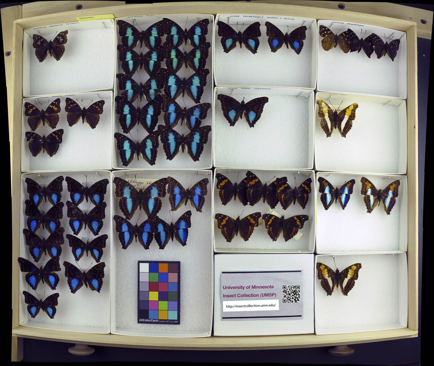 Doxocopa agathina image