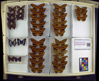 Media resource of Dryadula phaetusa