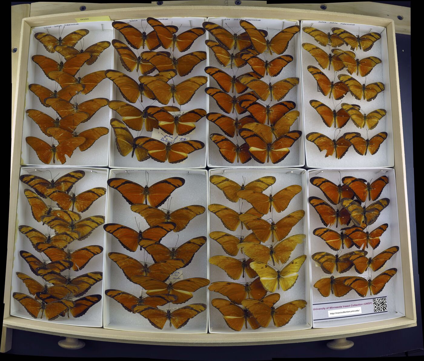 Dryas iulia iulia image