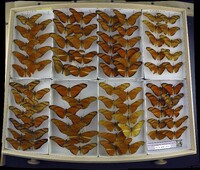 Media resource of Dryas iulia