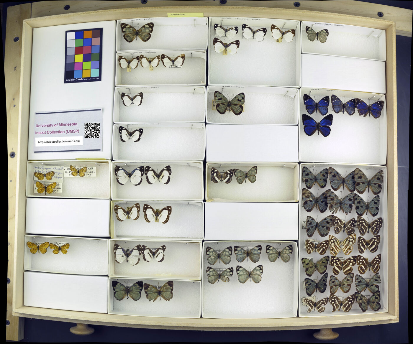 Dynamine aerata image