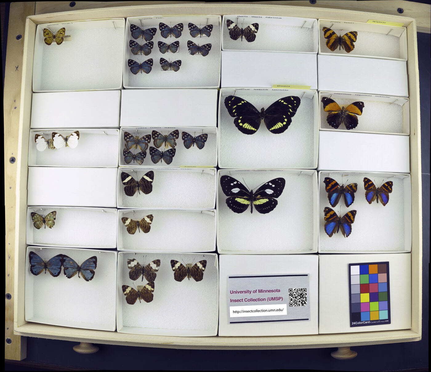 Dynamine mylitta image