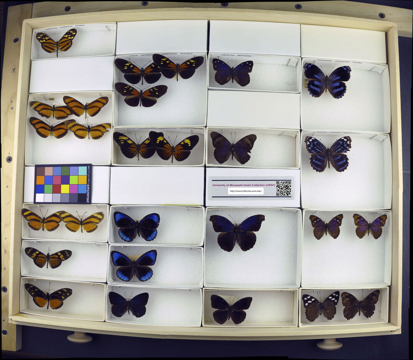 Eueides isabella isabella image