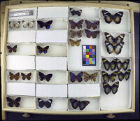 Media resource of Eunica norica