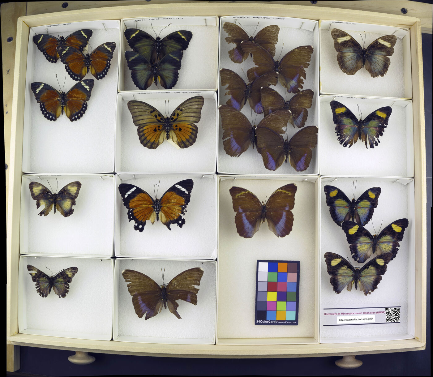 Euphaedra coprates image