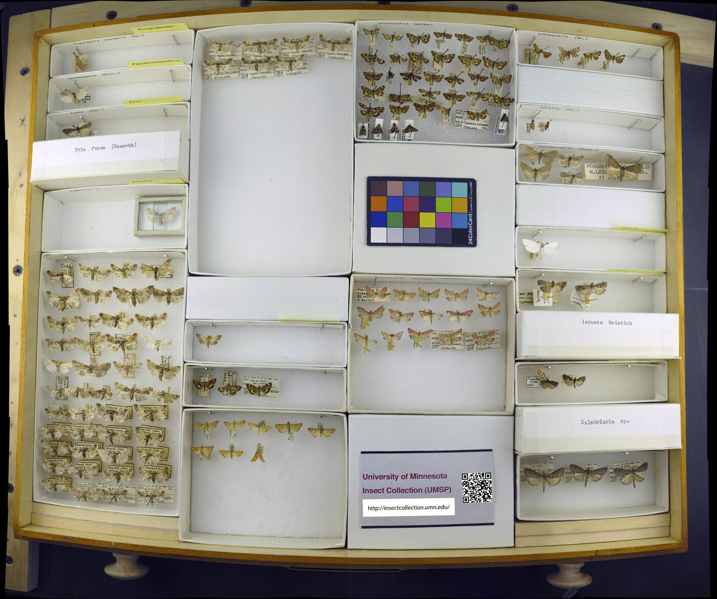 Pyralis farinalis image