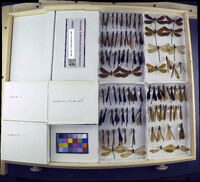 Media resource of Calopteryx maculata