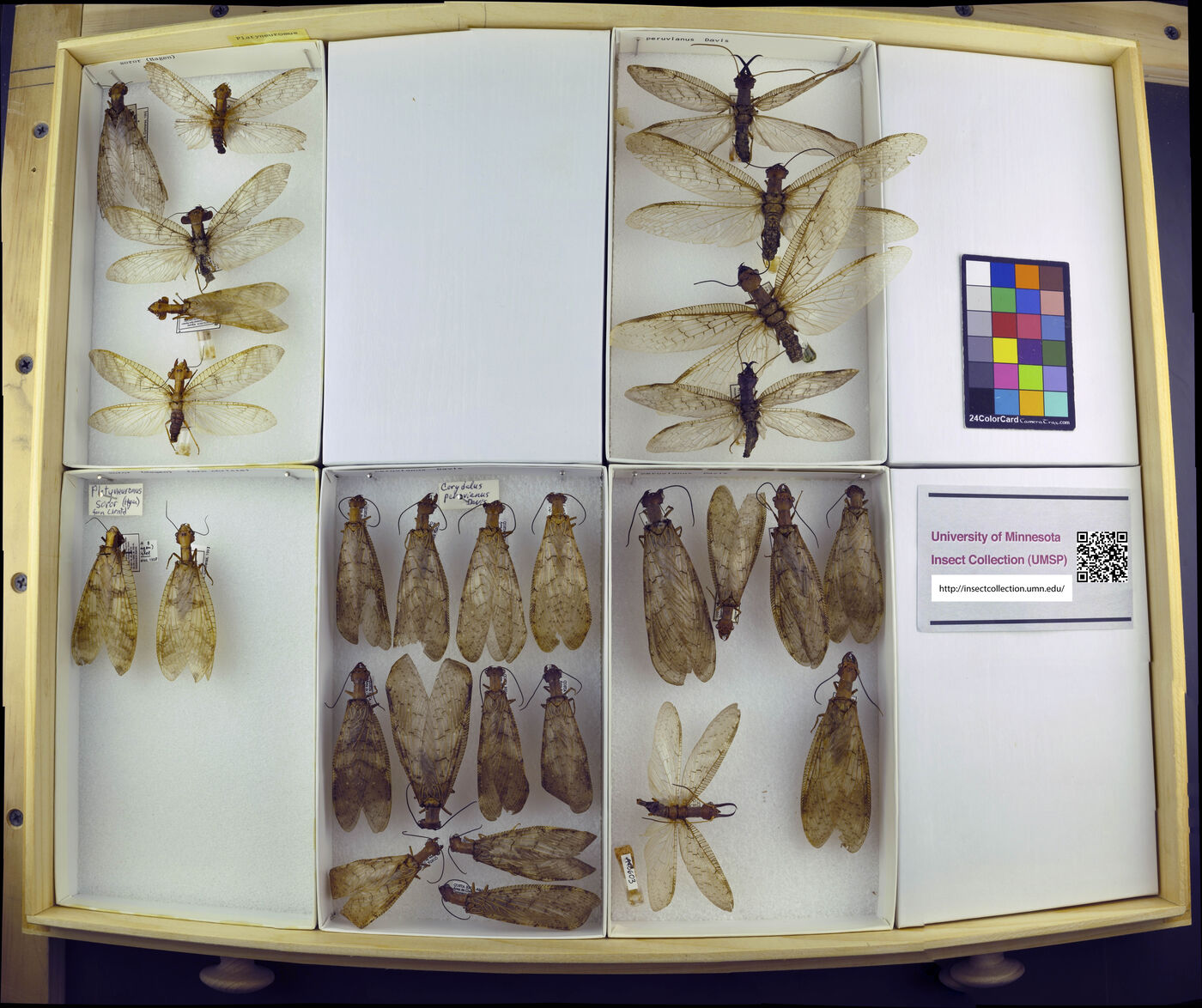 Platyneuromus soror image