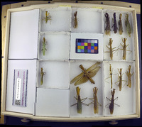 Media resource of Tenodera angustipennis