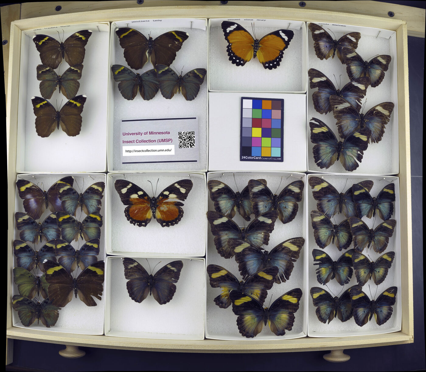 Euphaedra medon image