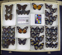 Media resource of Euphaedra medon