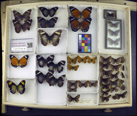 Media resource of Euphaedra rex