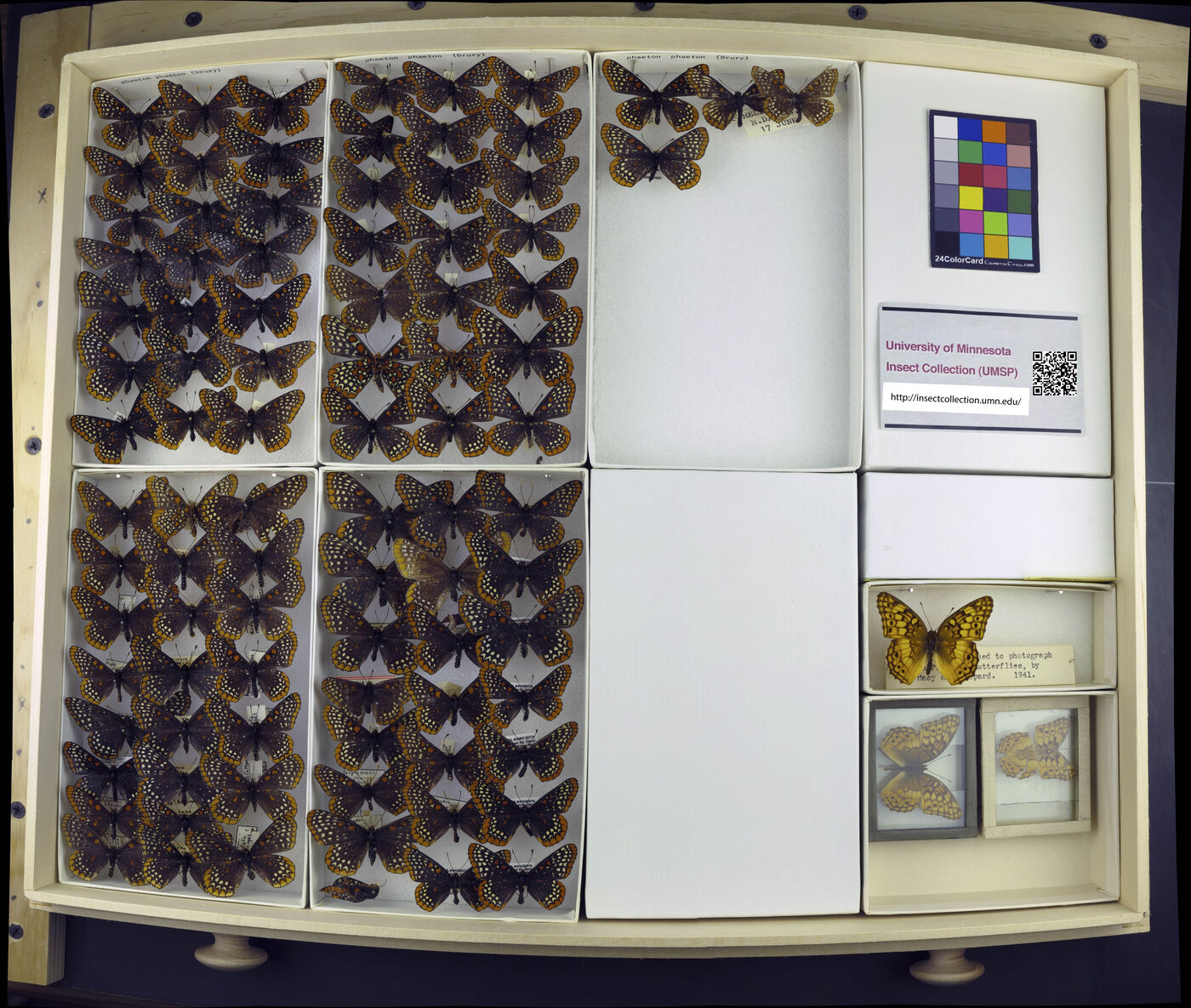 Euphydryas phaeton image