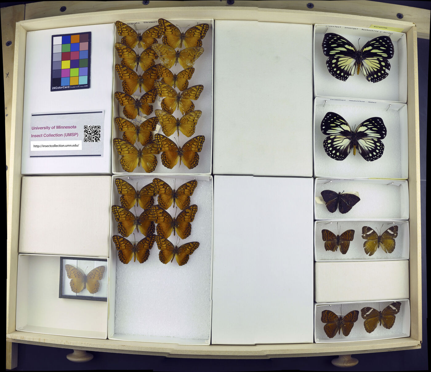 Euptoieta hegesia image