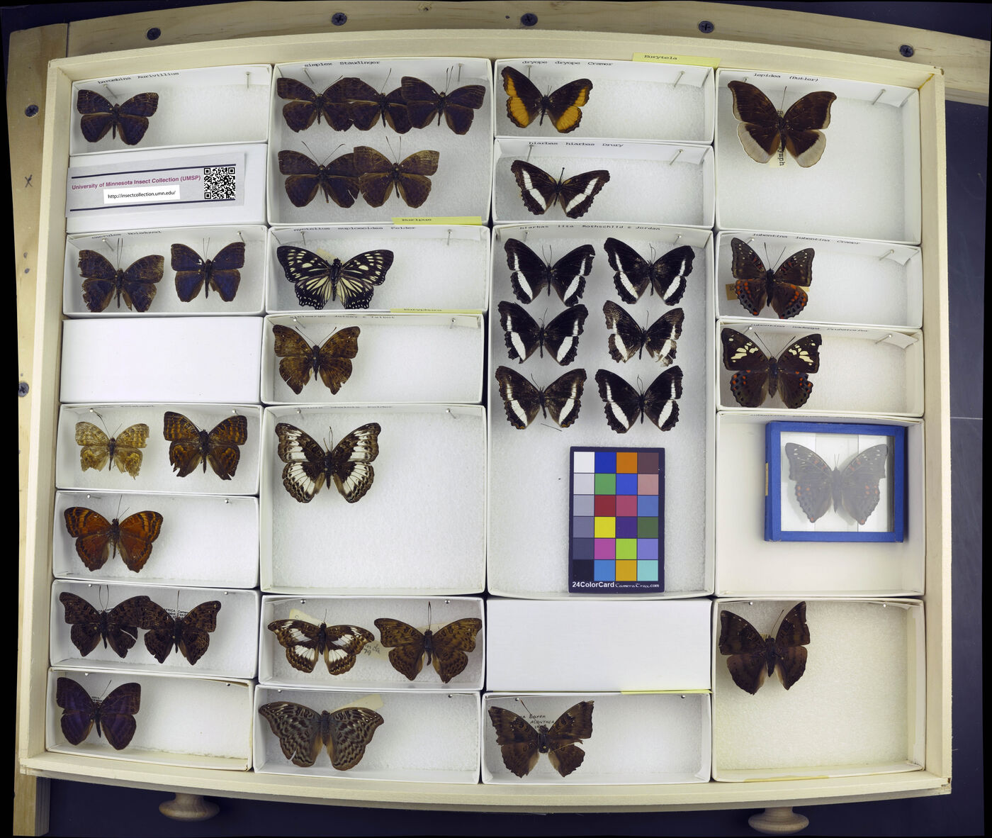 Euripus nyctelius euploeoides image