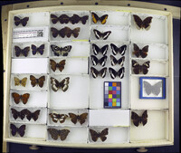 Media resource of Euripus nyctelius