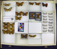 Media resource of Eutresis dilucida