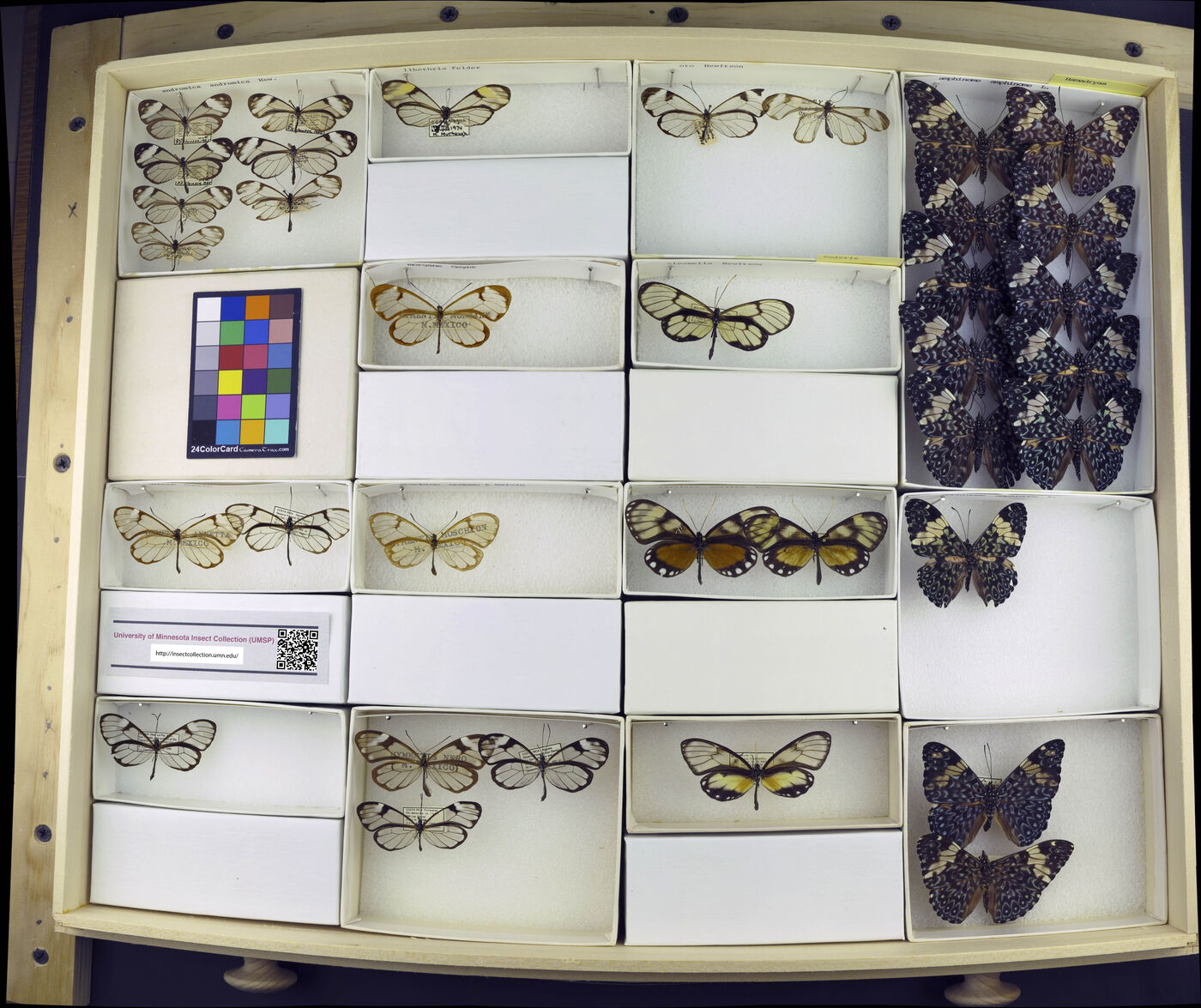 Greta andromica andromica image