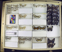 Media resource of Greta andromica