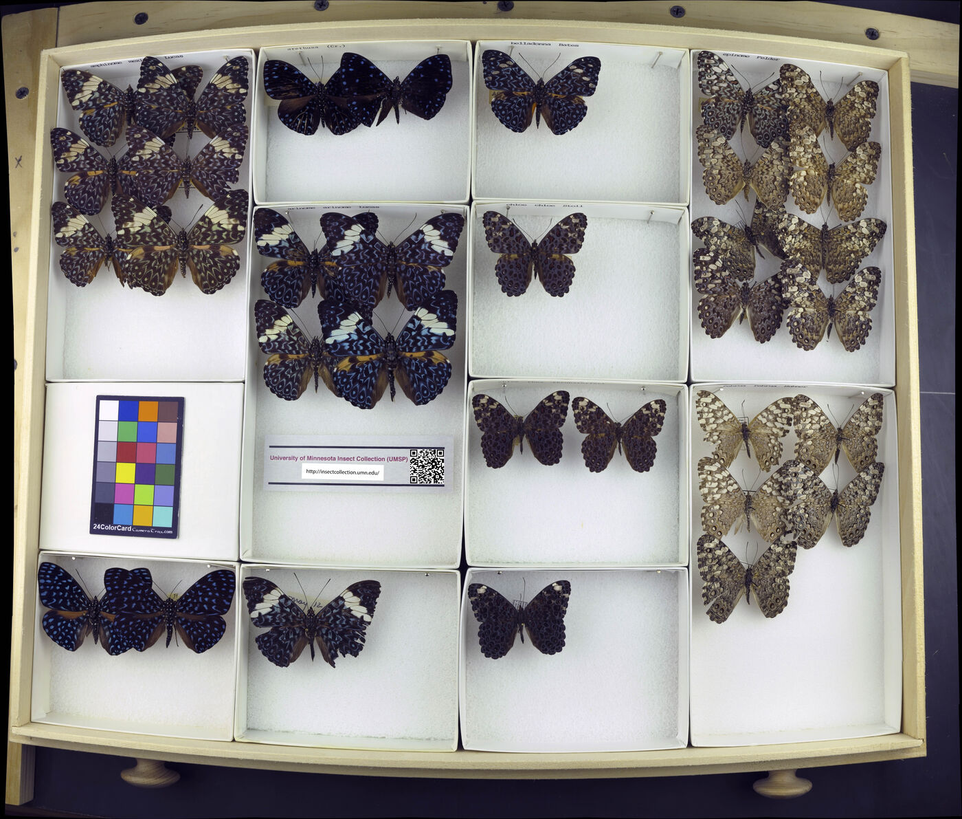 Hamadryas amphinome image