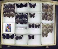 Media resource of Hamadryas amphinome