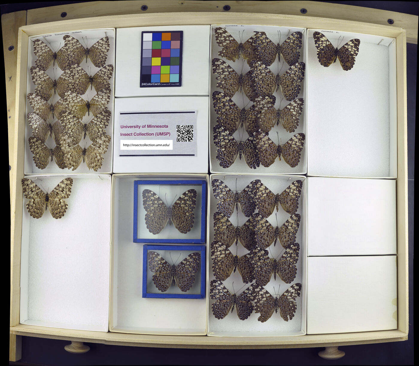 Hamadryas feronia image