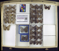 Media resource of Hamadryas feronia