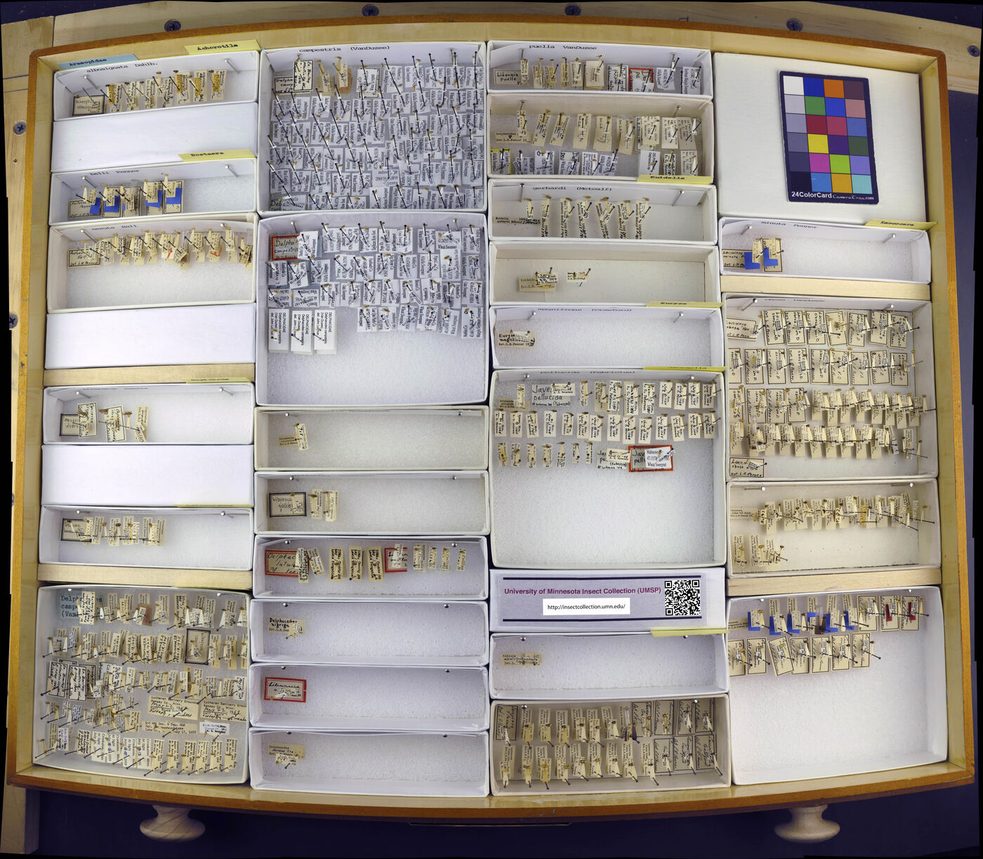 Achorotile albosignata image