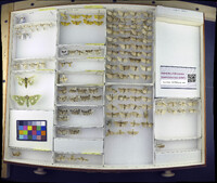 Media resource of Scoparia biplagialis