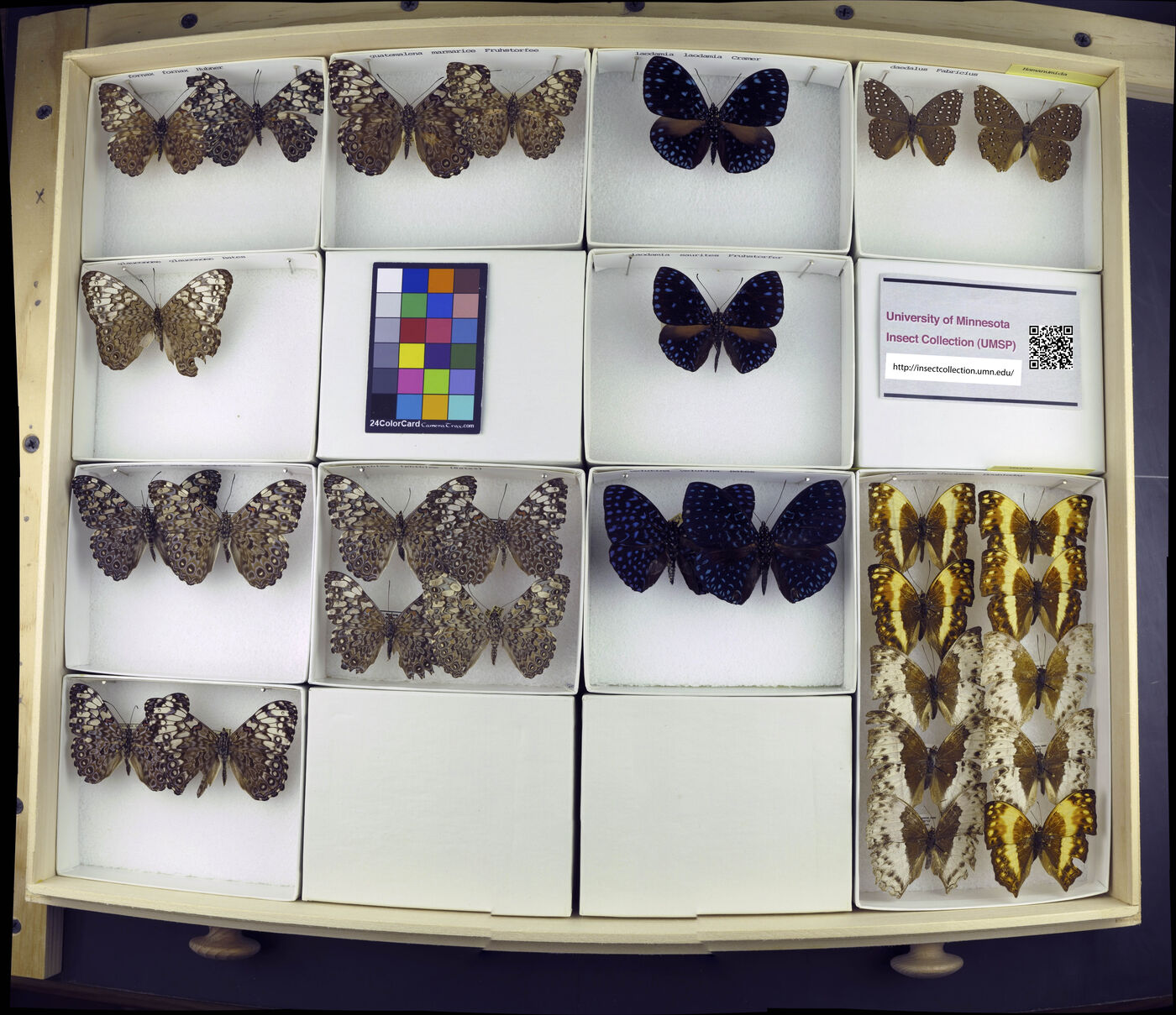 Hamadryas fornax image