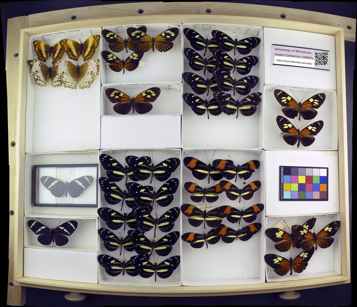 Heliconius image