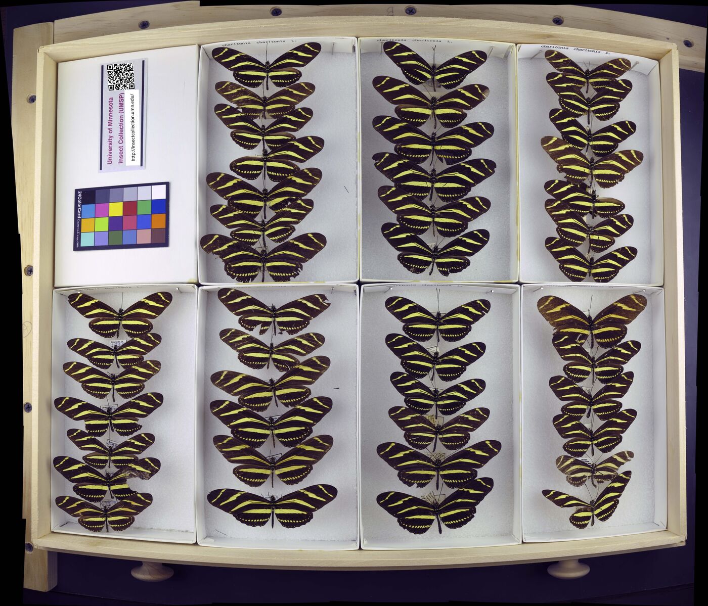 Heliconius charithonia charithonia image