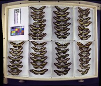 Media resource of Heliconius charithonia