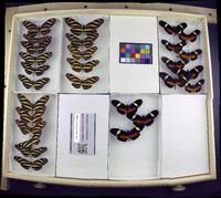 Media resource of Heliconius clysonymus