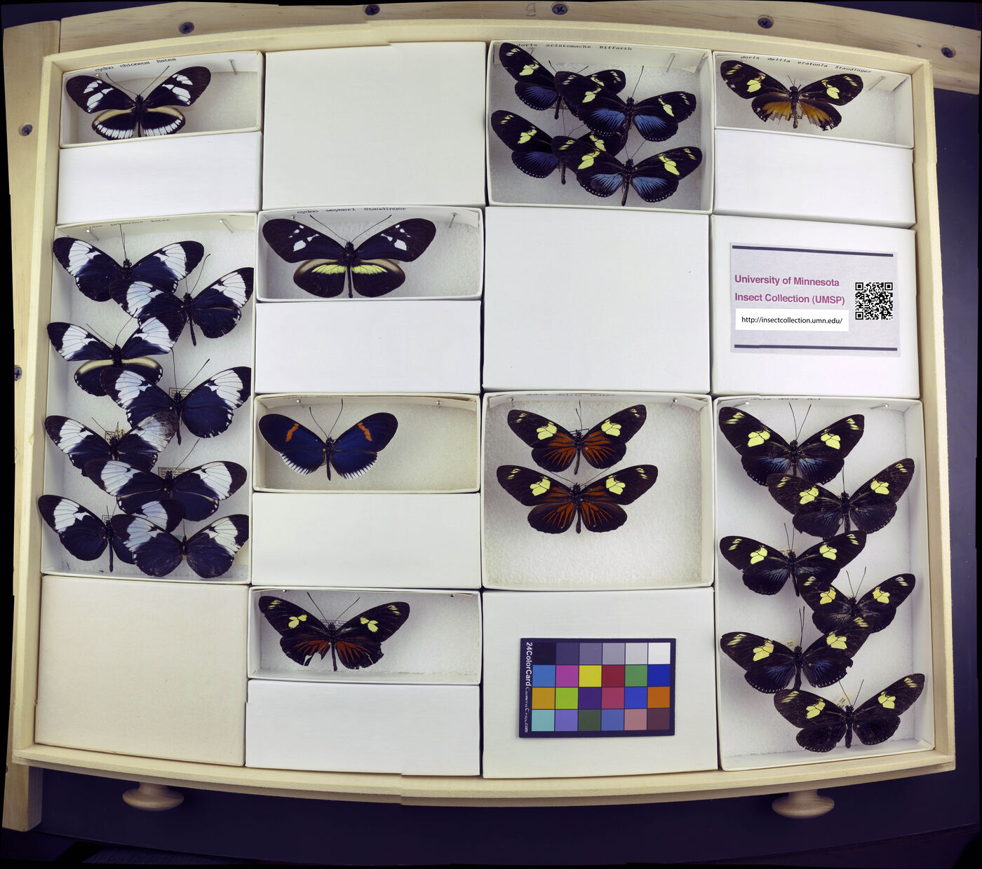 Heliconius cydno chioneus image