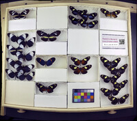 Media resource of Heliconius cydno