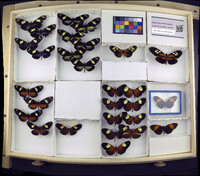 Media resource of Heliconius doris