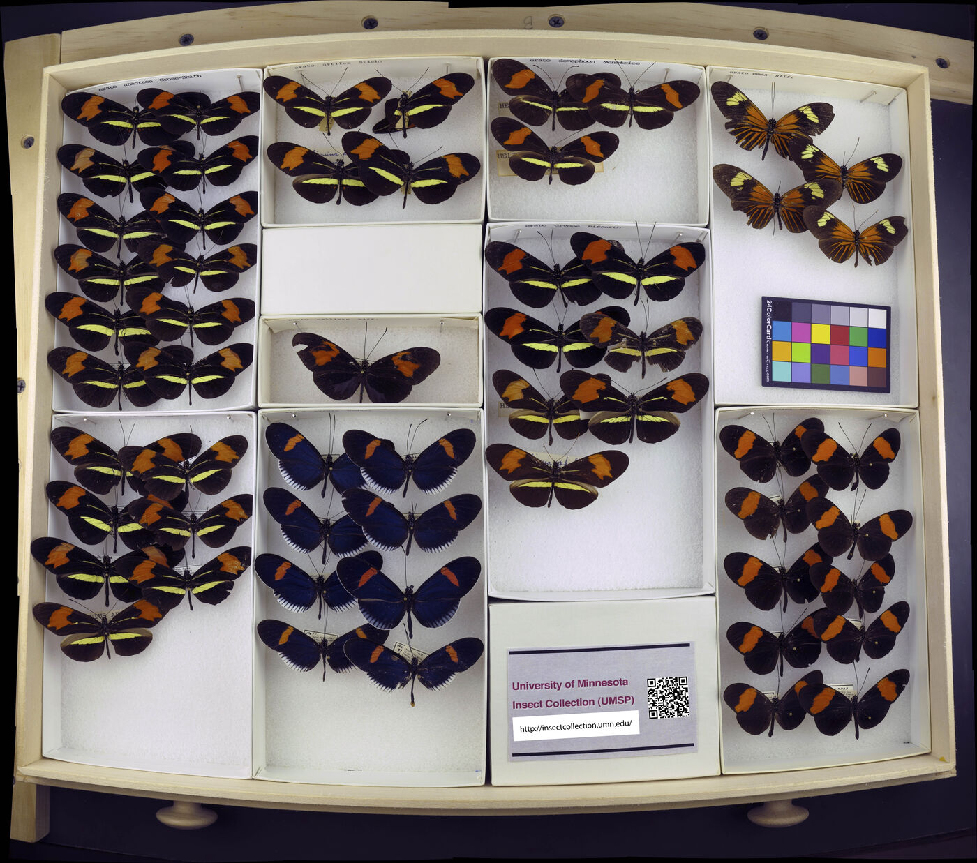 Heliconius erato demophoon image