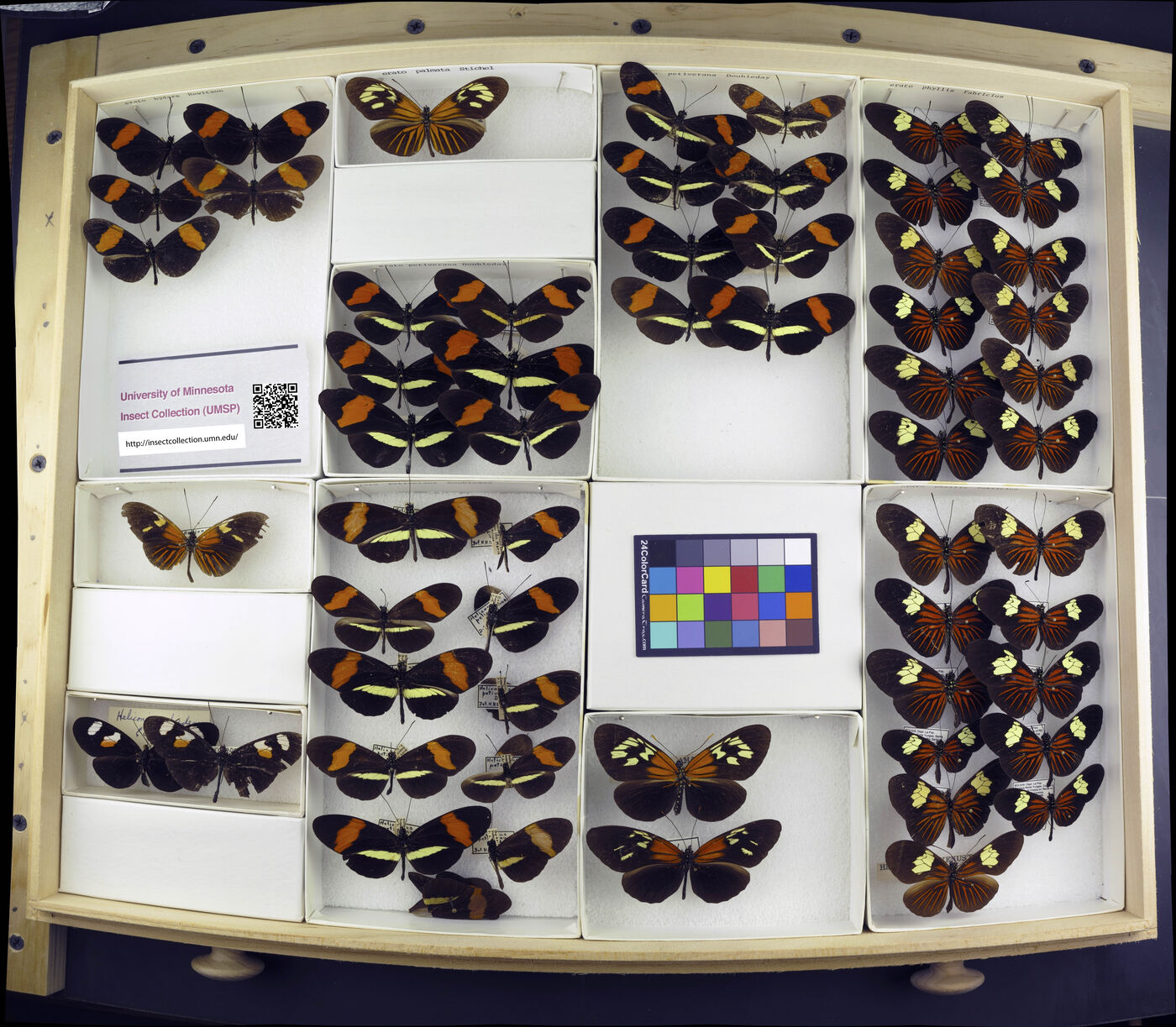 Heliconius erato leda image