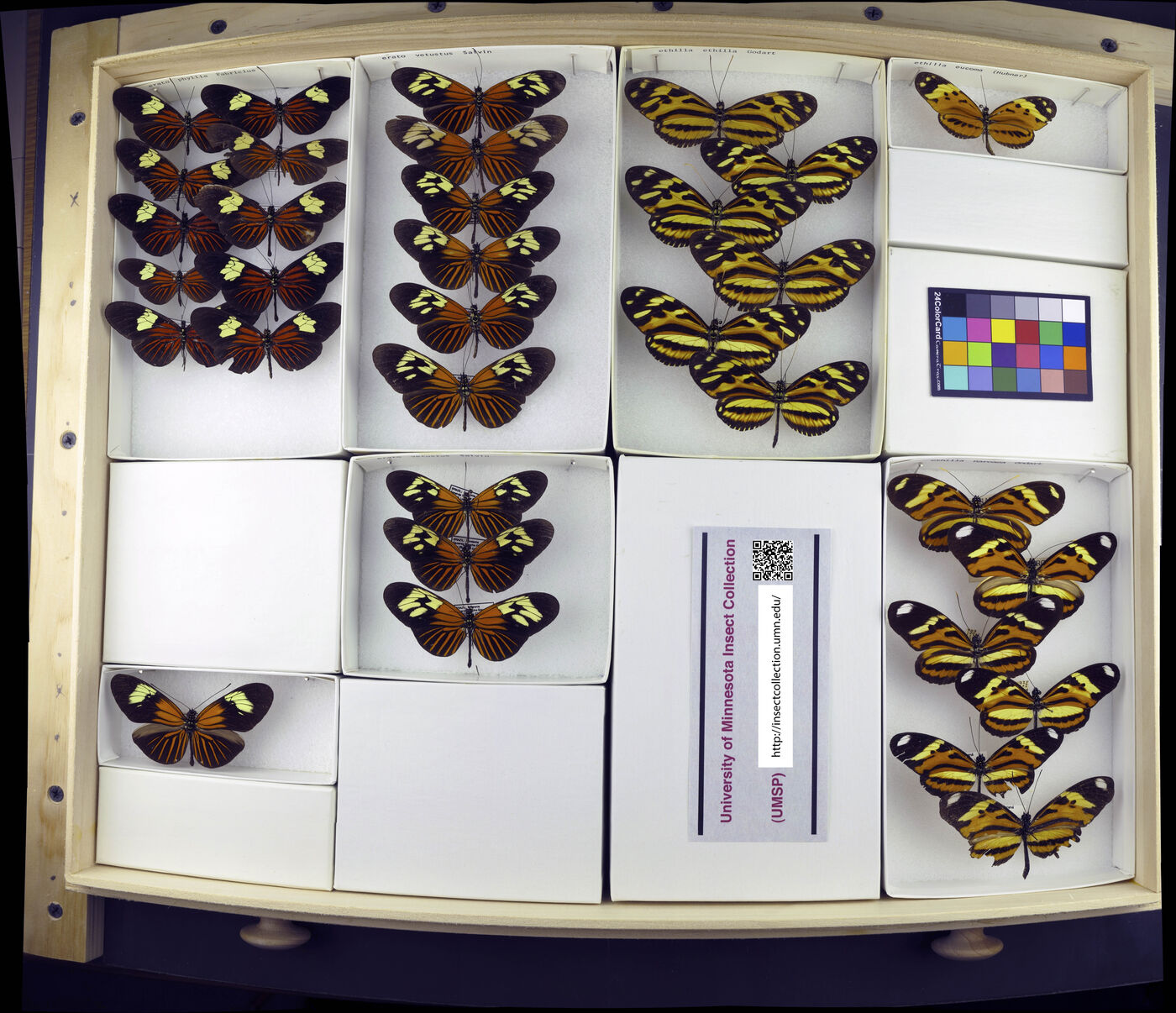 Heliconius ethilla image