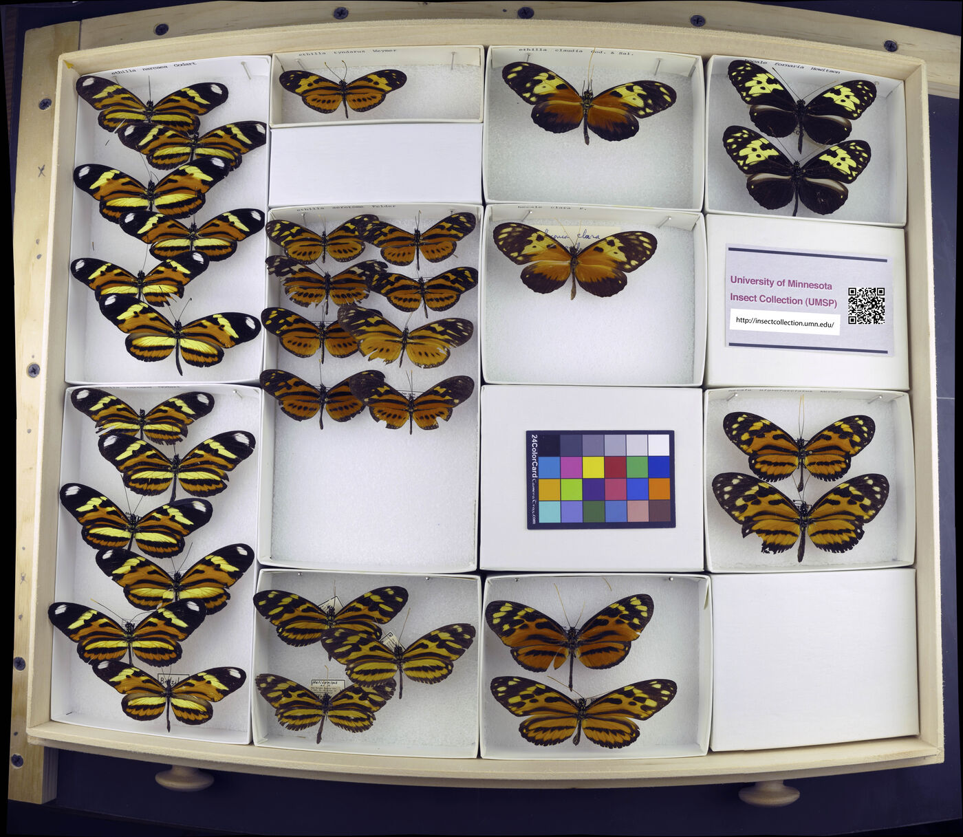 Heliconius ethilla tyndarus image