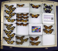 Media resource of Heliconius ethilla