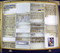 Media resource of Nothodelphax foveata