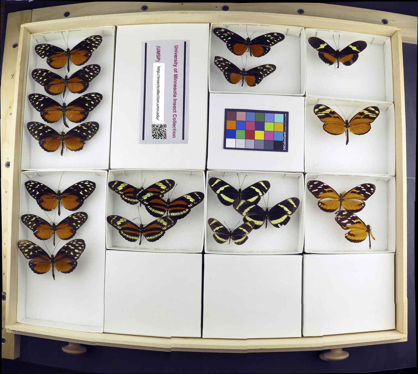 Heliconius hecale image