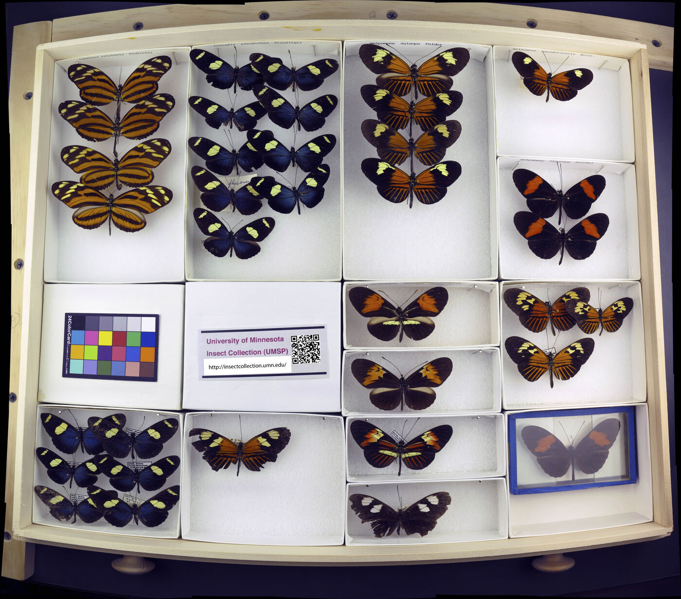 Heliconius ismenius image