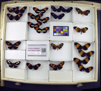 Media resource of Heliconius melpomene
